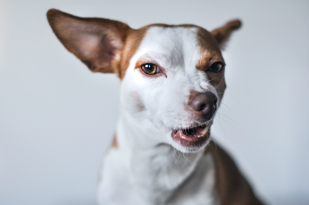 Orm hos hund  læs alt om indvoldsorm og ormekur til hund her