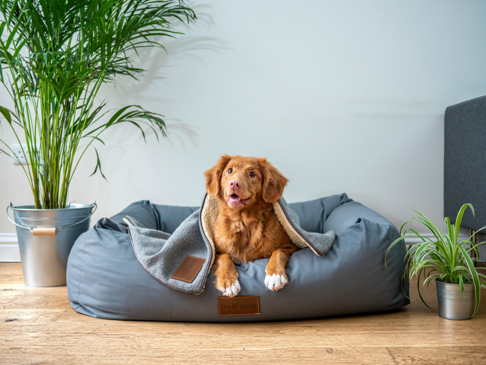 Bedste hundeseng i 2026 – Den komplette guide til aktive hunde
