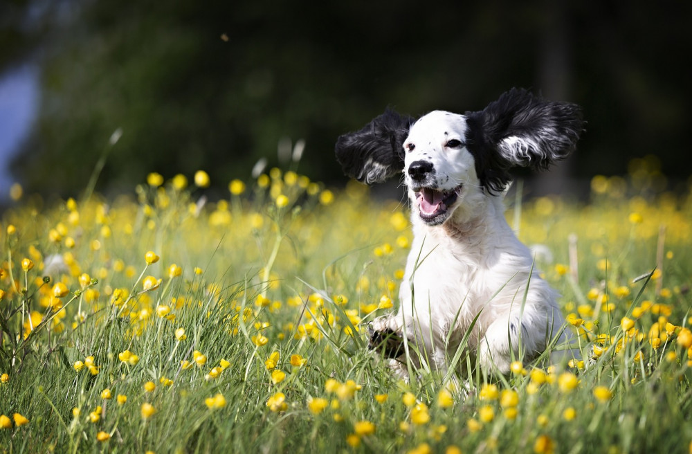 Find den perfekte allergivenlige hund