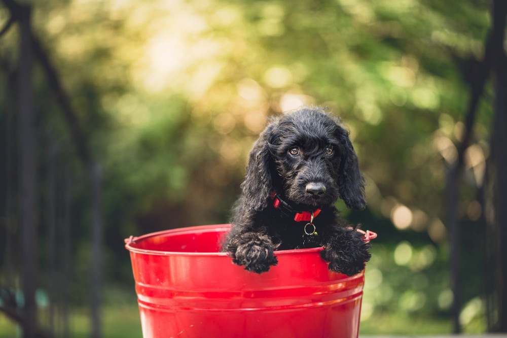 Klogeste Hund: En guide til klogeste hunderacer