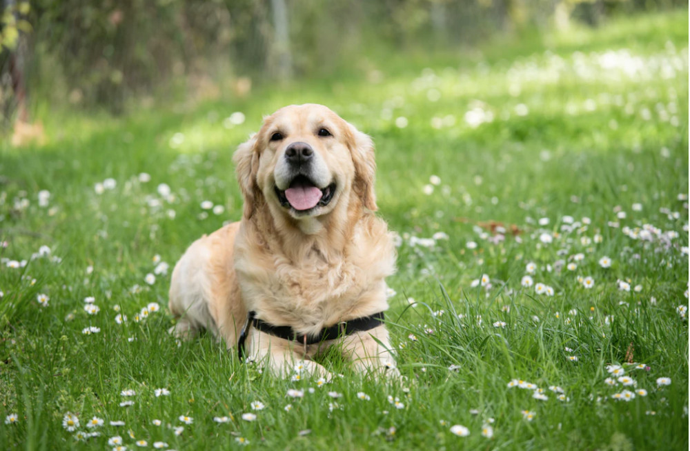 Optimering af din hunds interaktionsevner