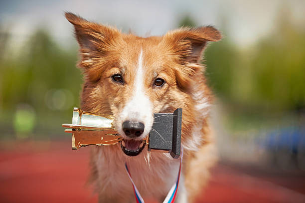 Gjensidige Hundeforsikring 🐕 m. Dyrenes Beskyttelse (2022)