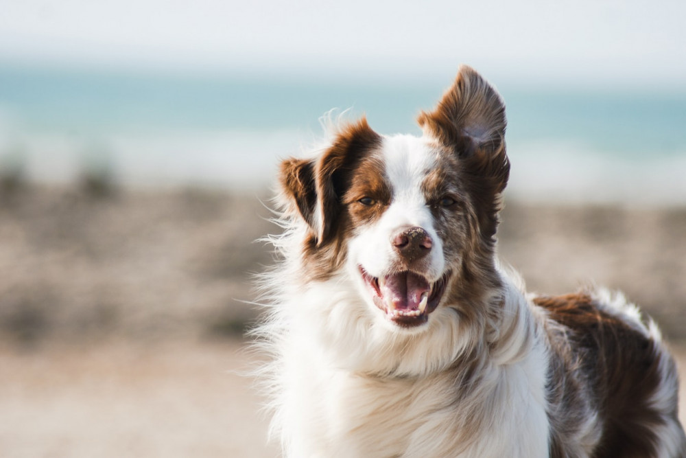 Bliv klogere på kornfrit hundefoder