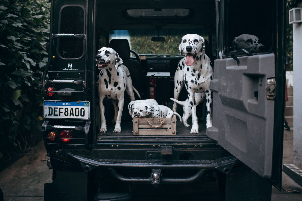 Den ultimative guide til ferie med hund i Europa (2026)