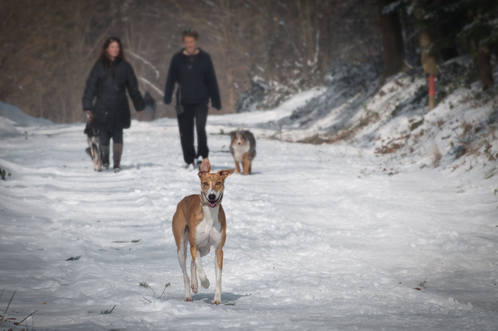 Hund i snor  Hvor må hunde gå uden snor? Regler 2026