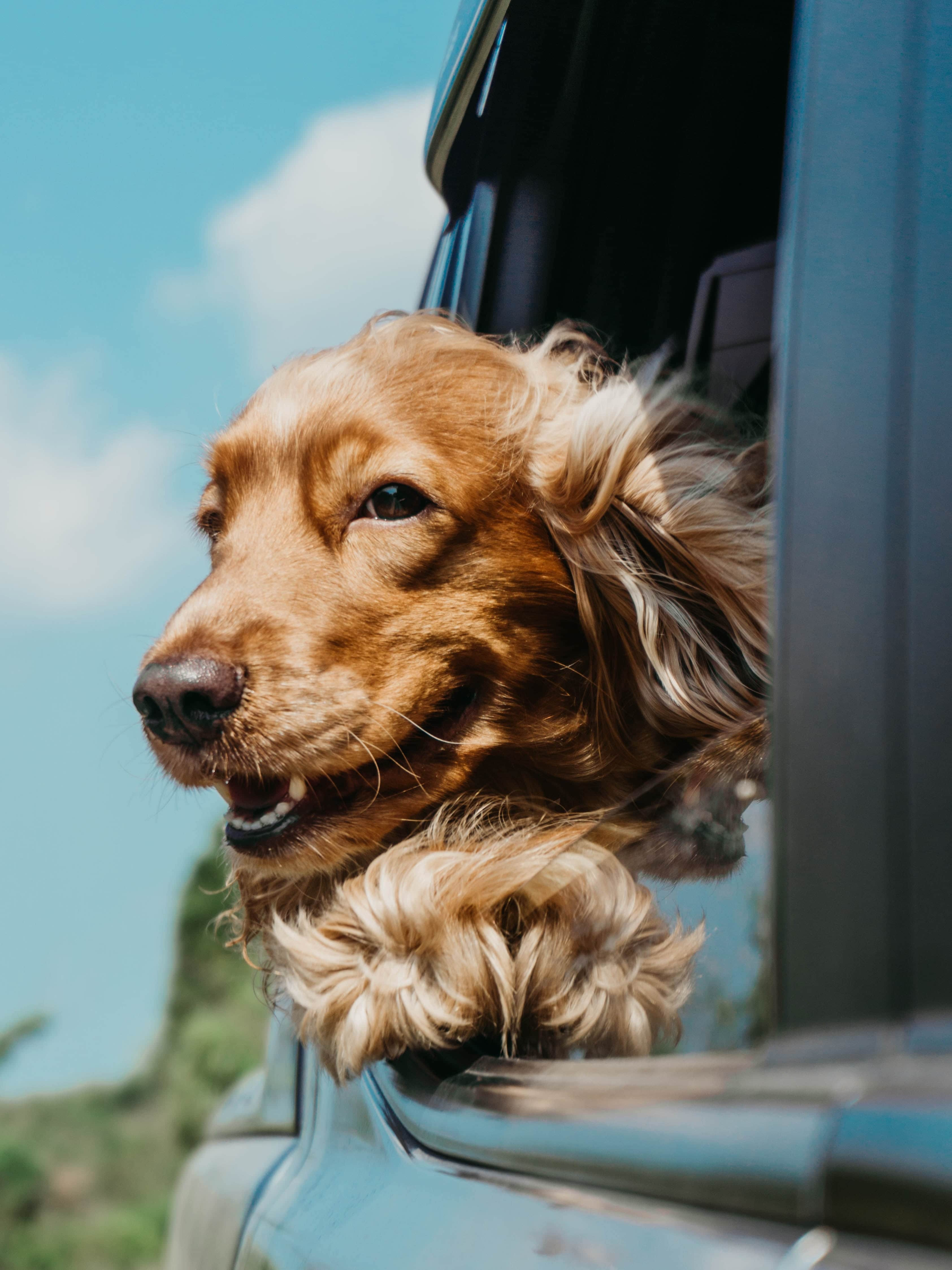 Alm Brand Hundeforsikring