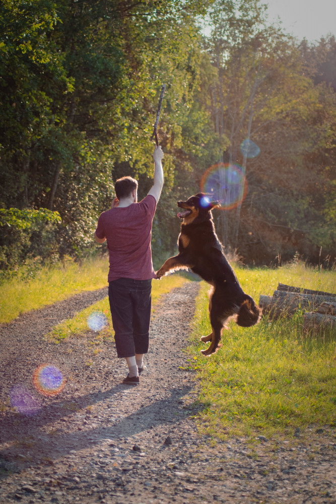 Tag din hund med på eventyr i Danmarks smukke natur