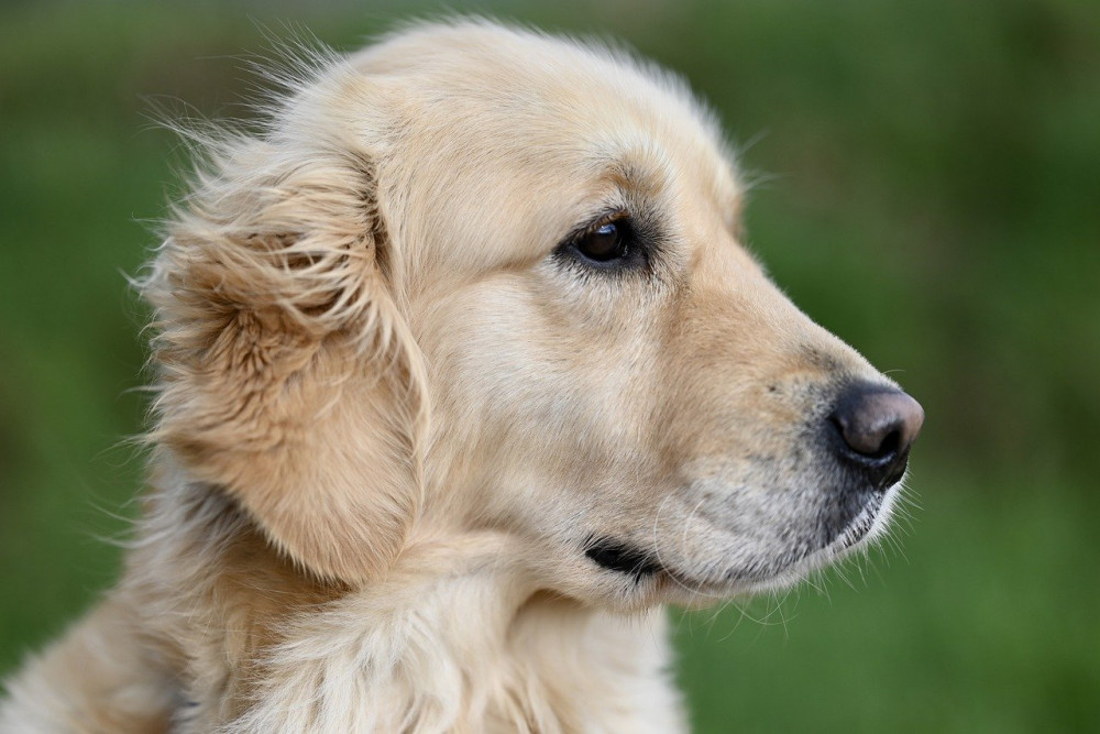 Hvad må hunde ikke spise? En vigtig guide for hundeejere