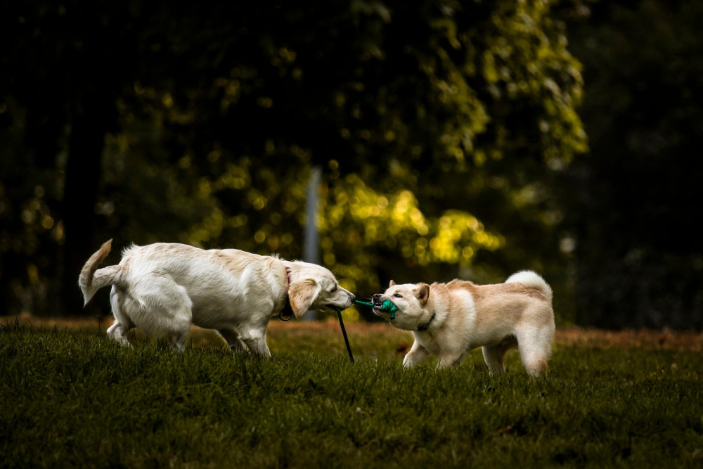 Store hunderacer eller små hunderacer – hvilken hund passer bedst til dig?