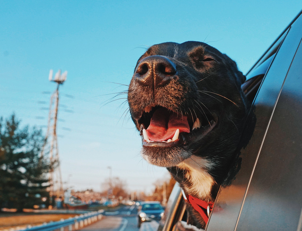 Ferie med hund  Den ultimative guide til bilferie, fly, pakkeliste og regler (2026)