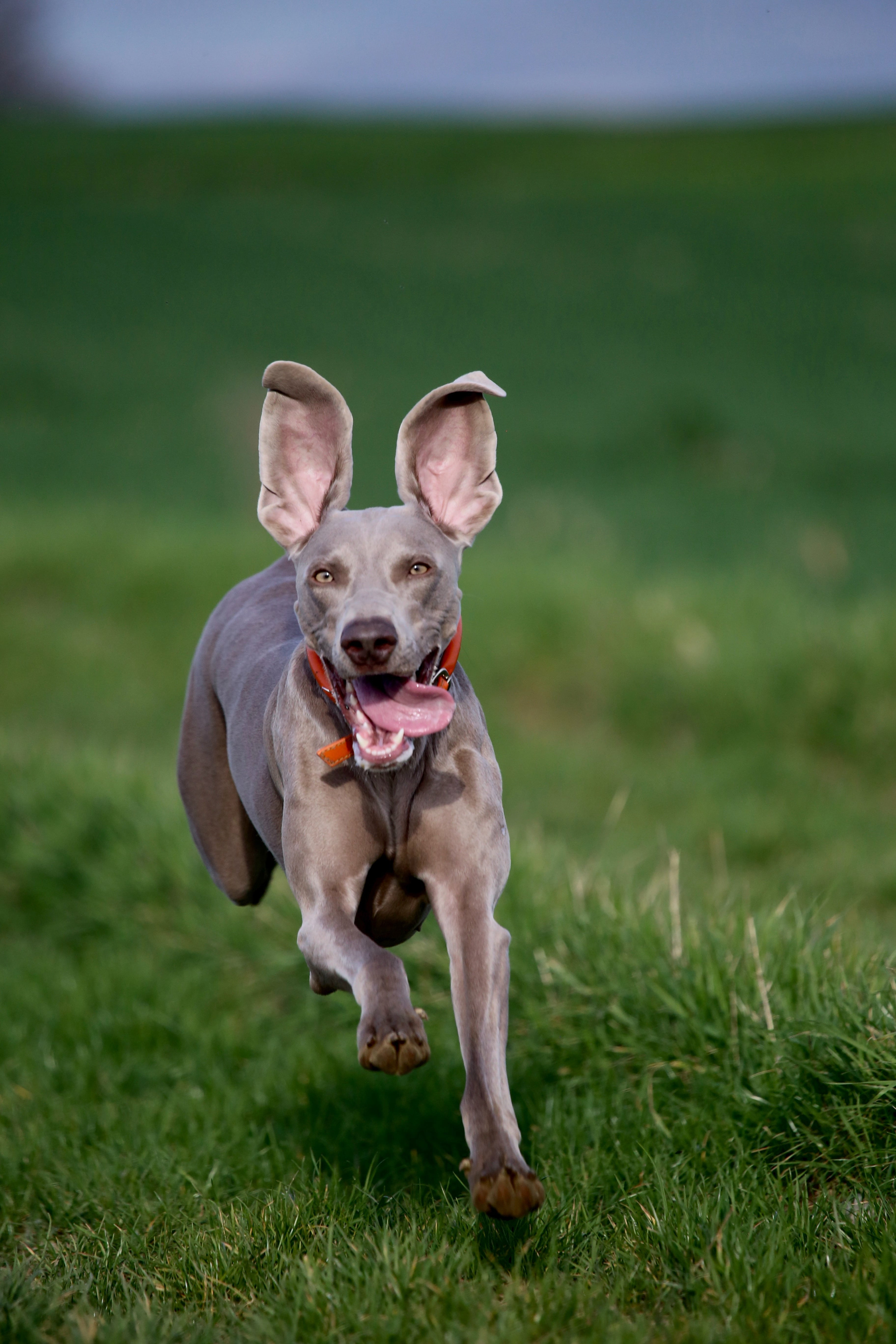 lb Hundeforsikring