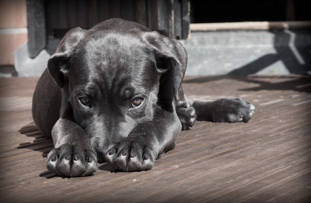 Den ultimative guide til ferie med hund: Tips og tricks til en bekymringsfri rejse