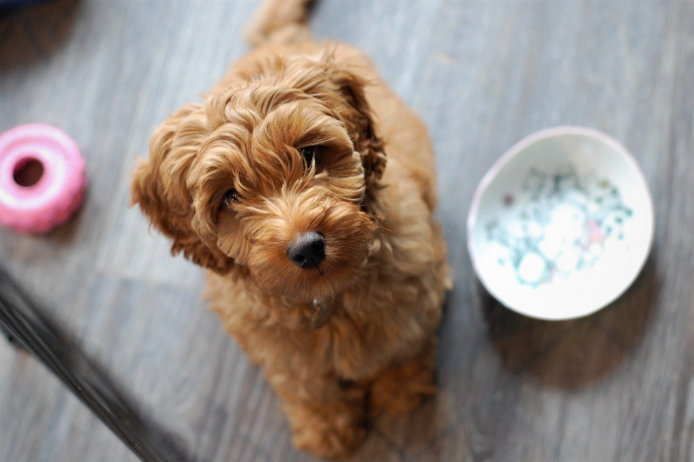 Labradoodle  Læs alt som den trofaste hunderace her