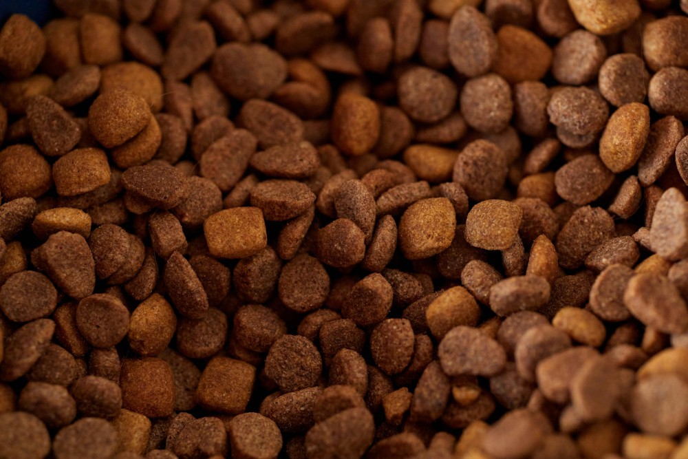 Hvad skal aktive hunde spise? Guide til hundefoder når din hund elsker lange ture og hundeskove