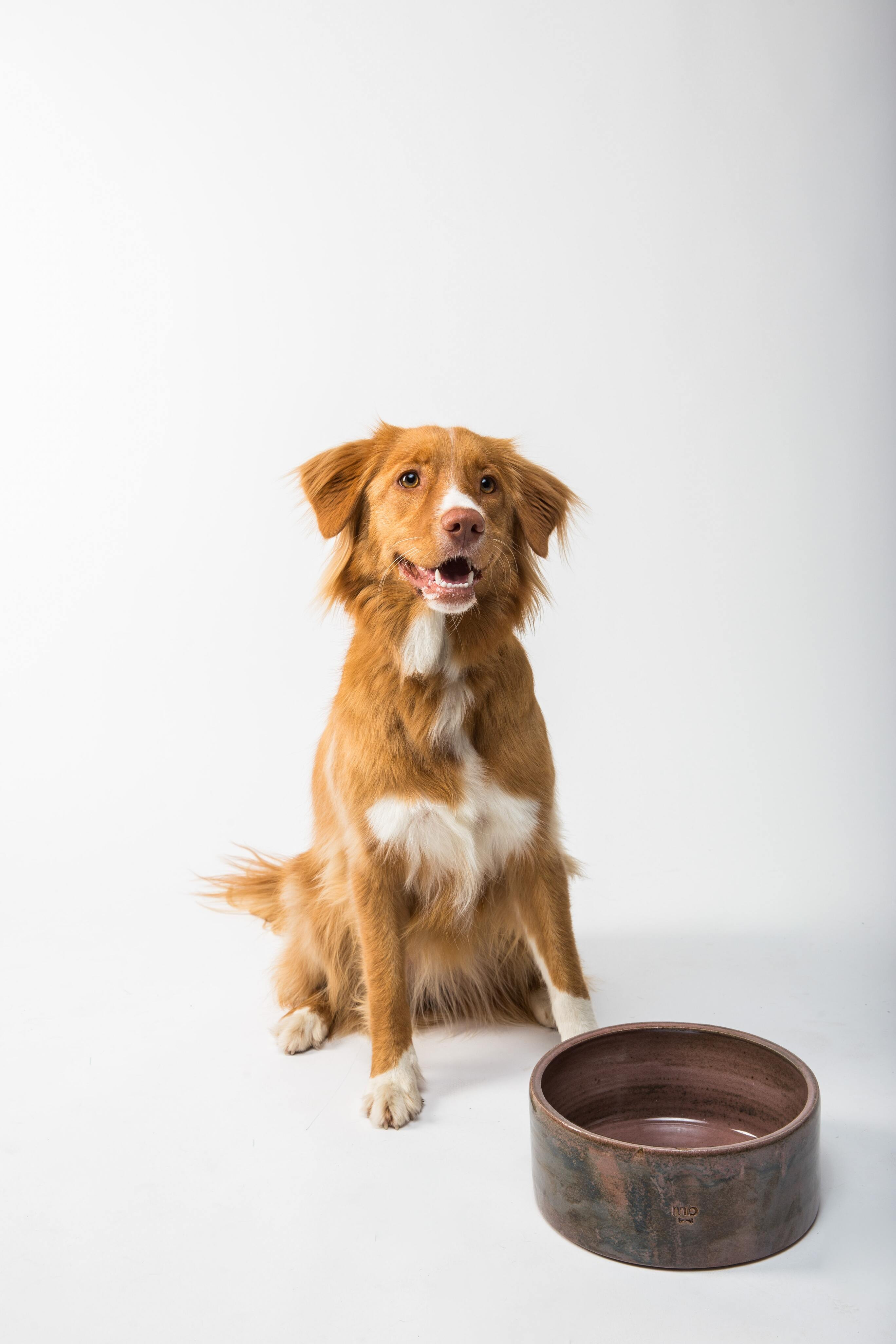 Gjensidige Hundeforsikring 🐕 m. Dyrenes Beskyttelse (2022)