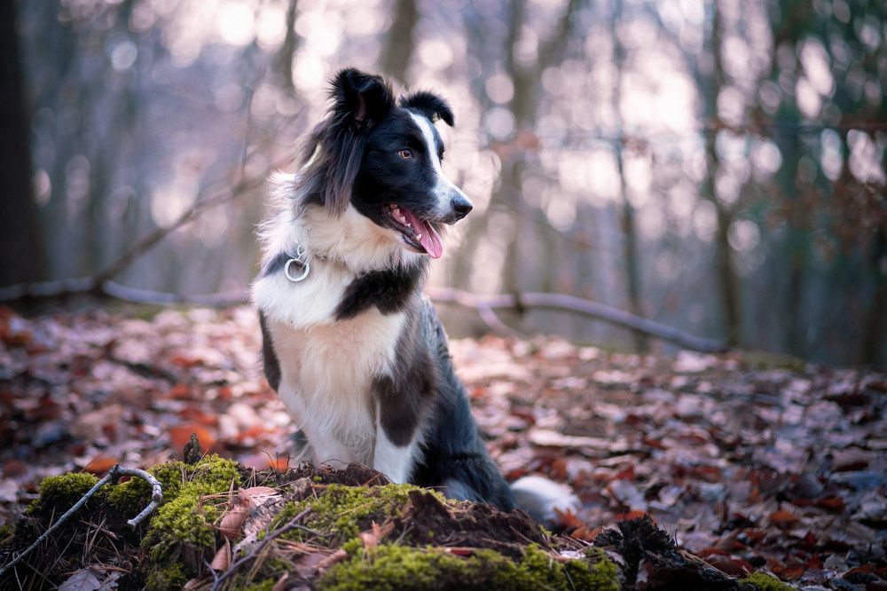 Border Collie læs racebeskrivelse, m.m. her!