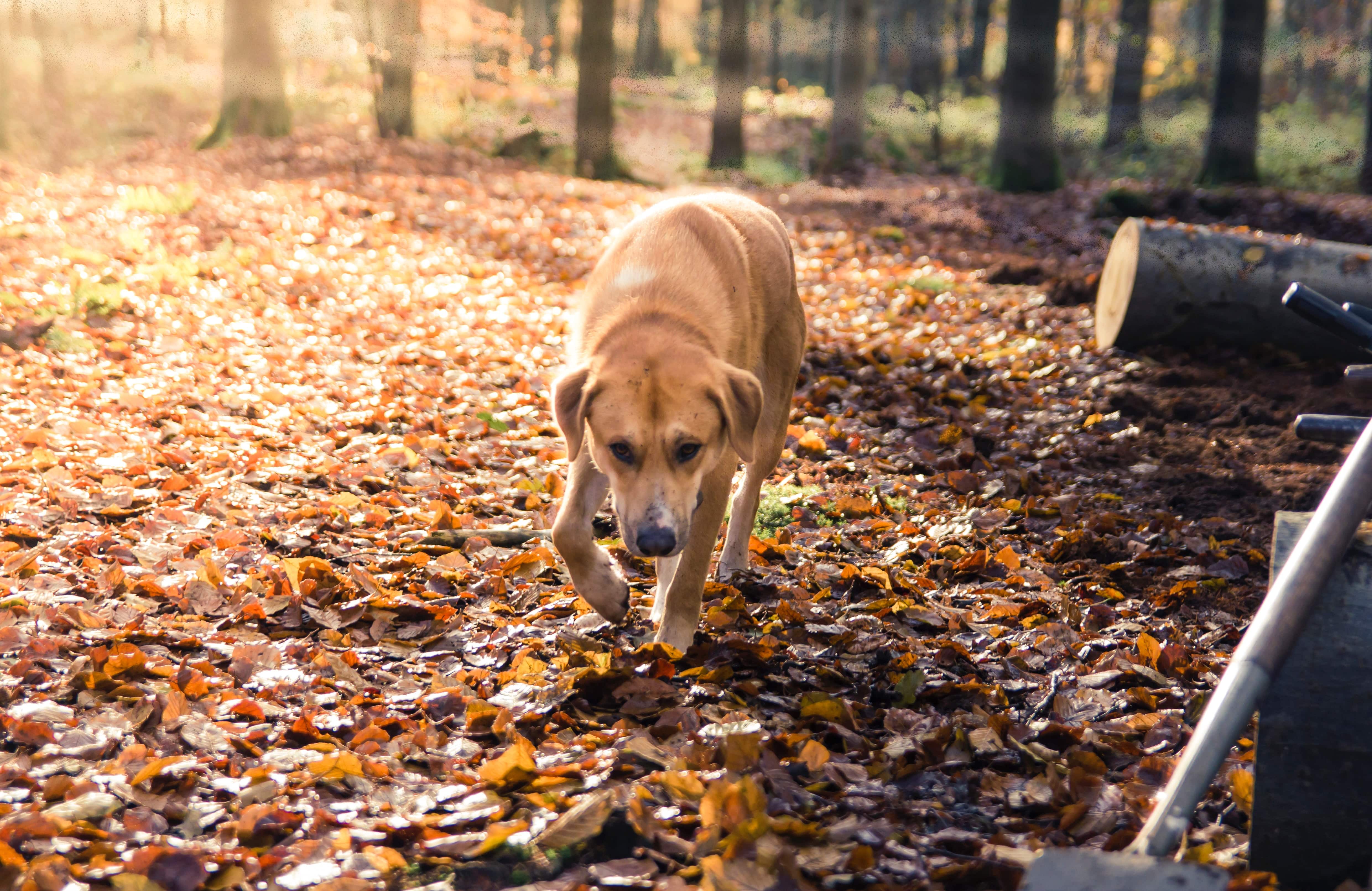 Giv din hund bedste oplevelse i nær (2022)