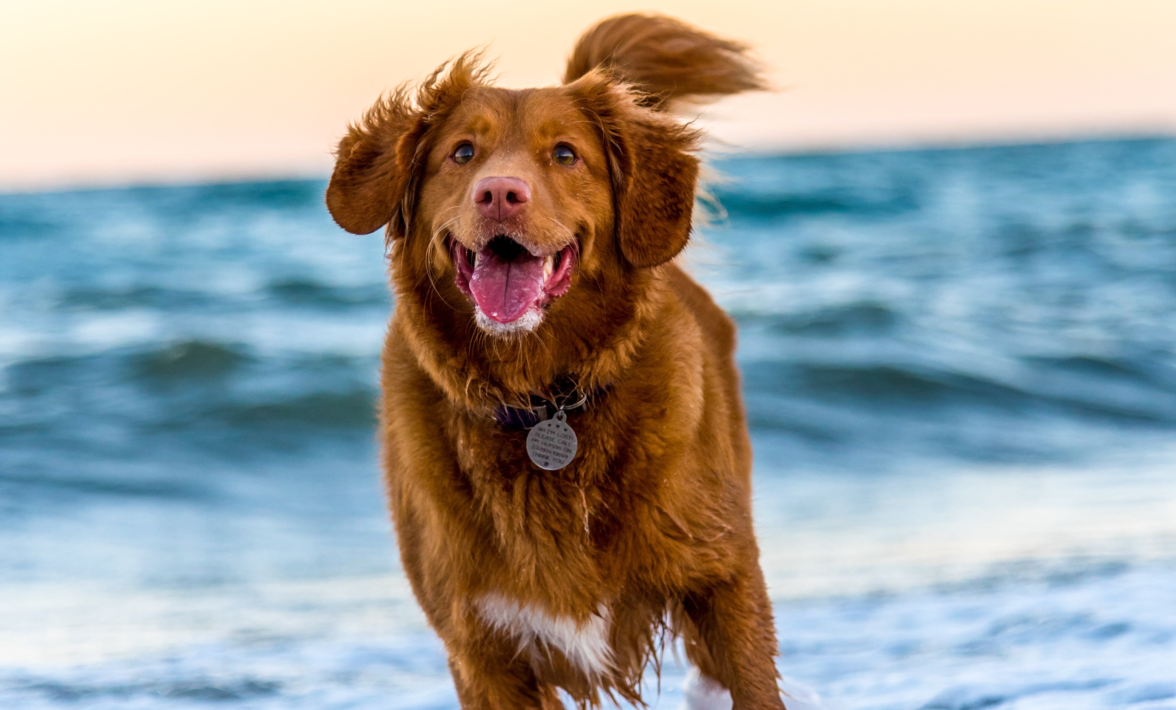 Giv din hund bedste oplevelse i nær (2022)