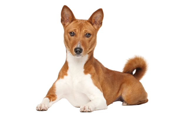 Basenji 🐕 Læs fra Afrika, der aldrig gør