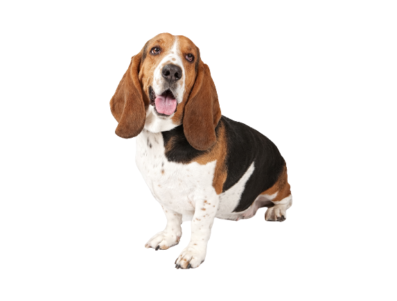 Basset Hound