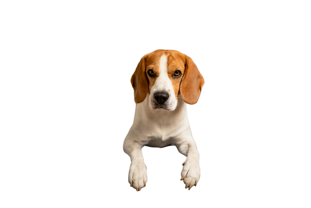 Beagle