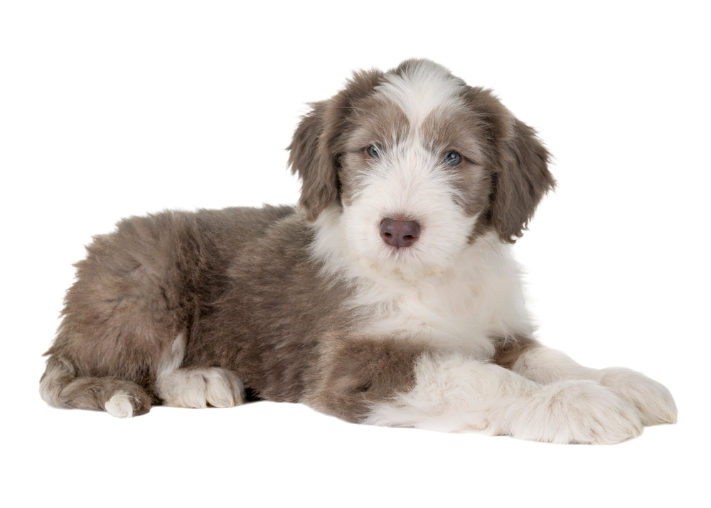 Bearded Collie