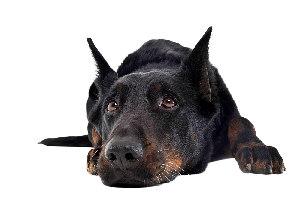 Beauceron