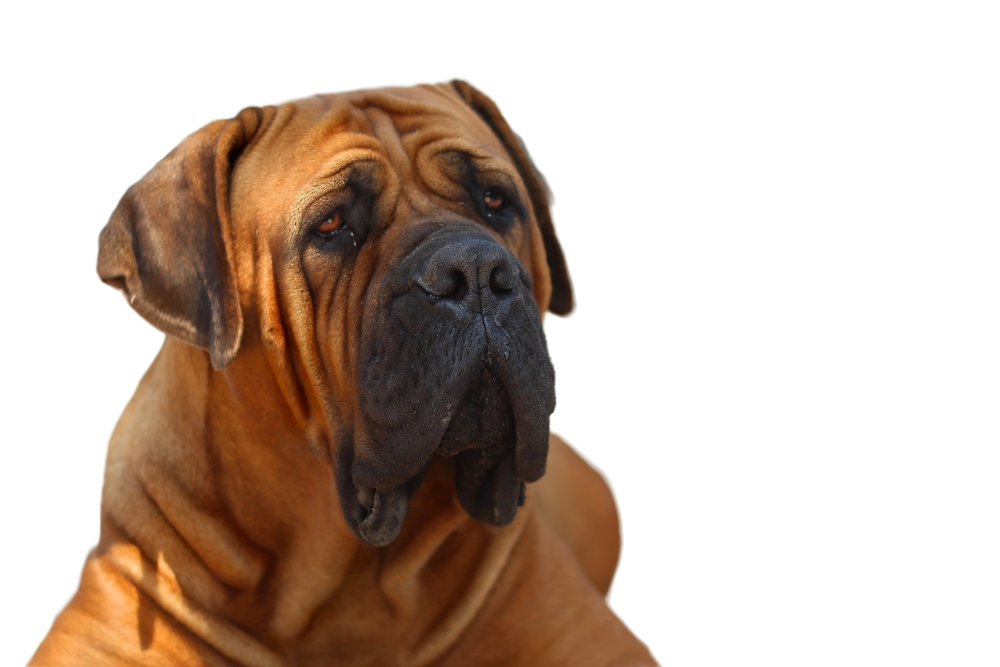 Boerboel