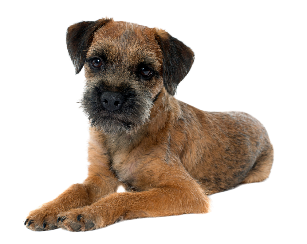 Border terrier