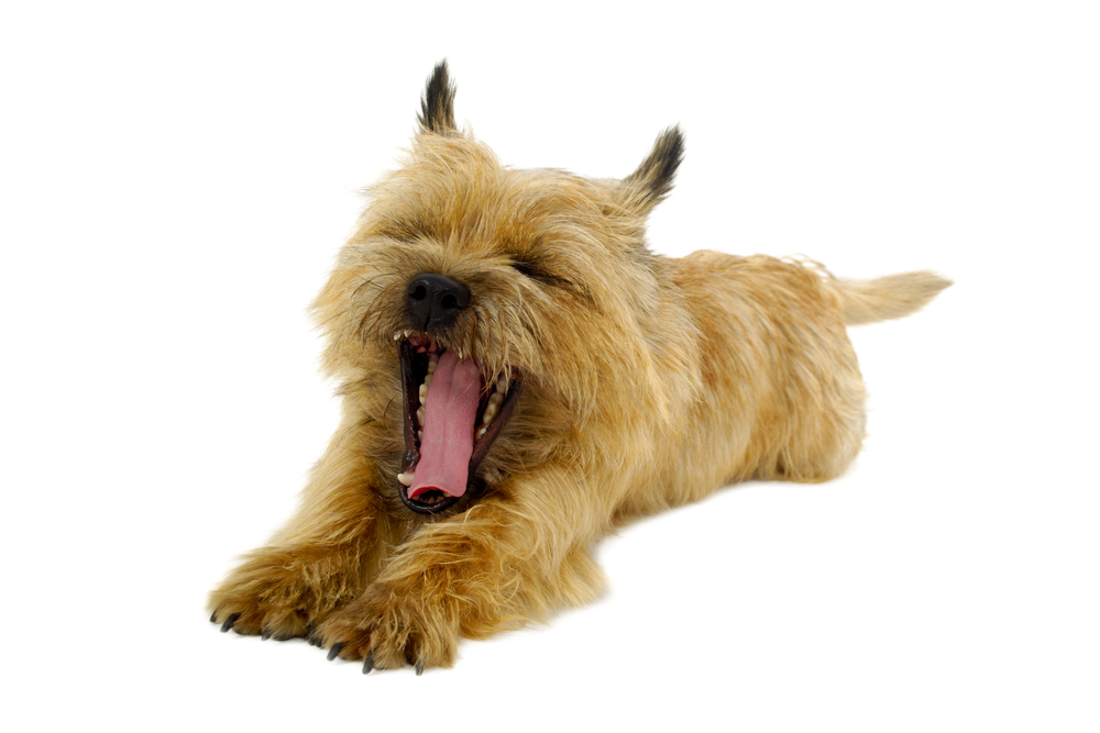 Cairn Terrier