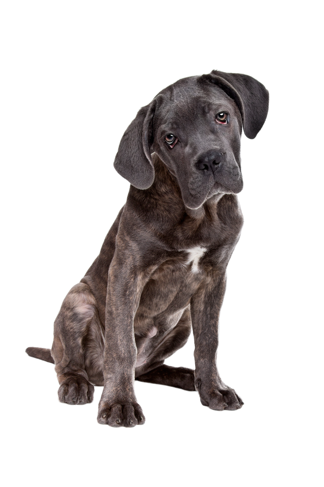 Cane Corso