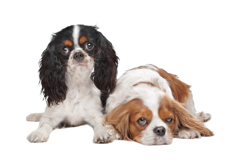 Cavalier King Charles Spaniel