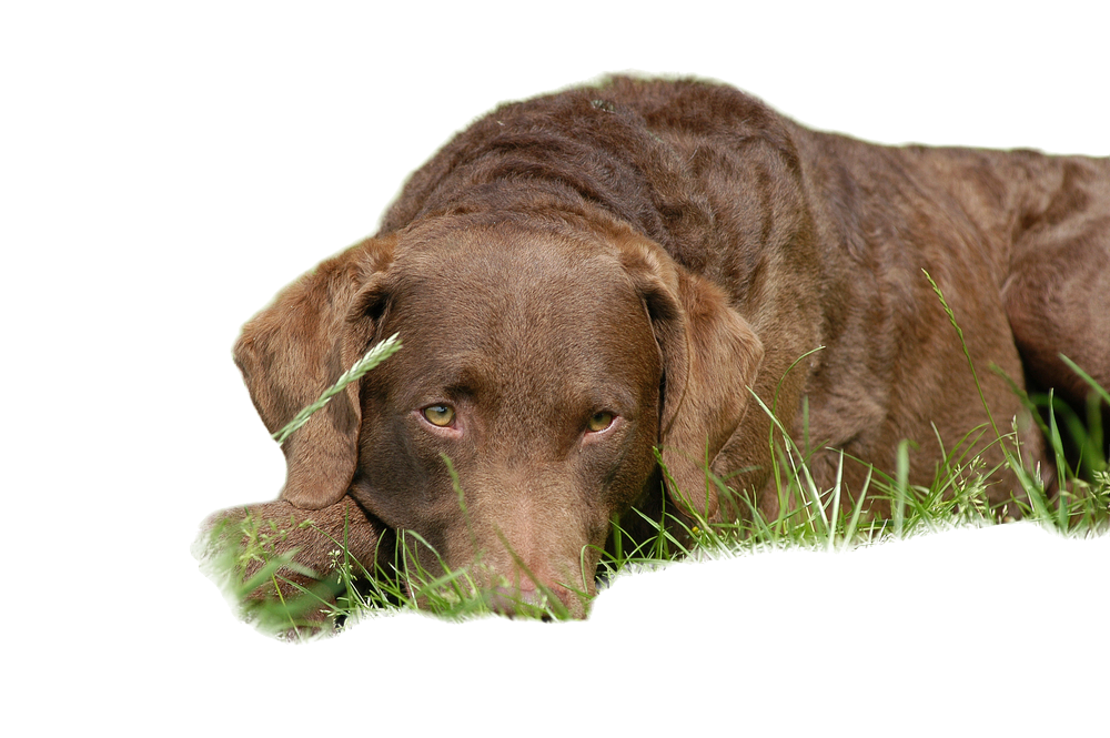 Chesapeake bay retriever