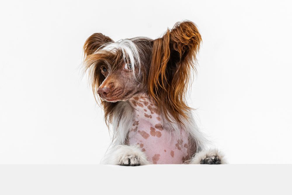 Chinese crested