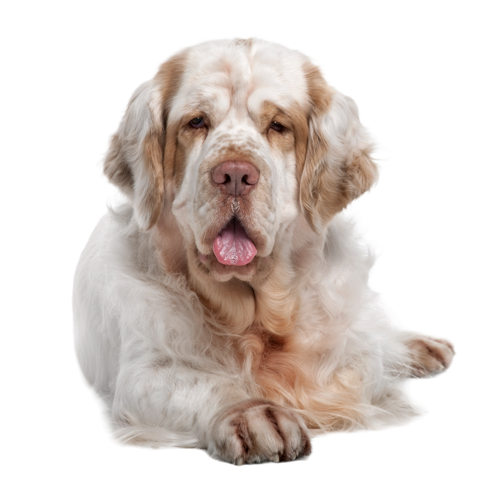 Clumber spaniel