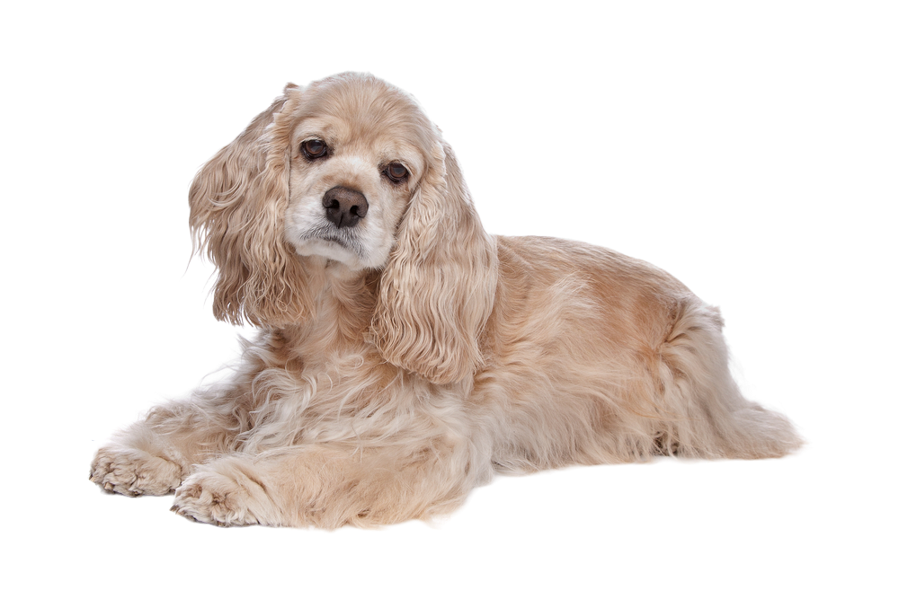 Cocker Spaniel