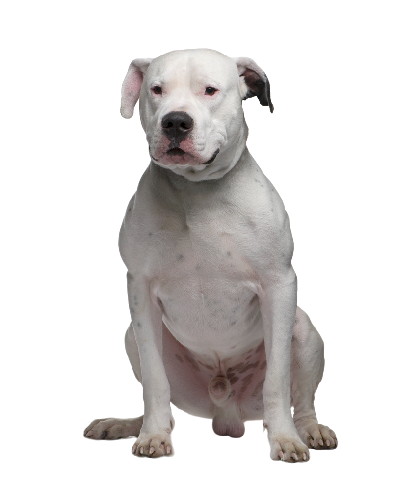 Dogo Argentino