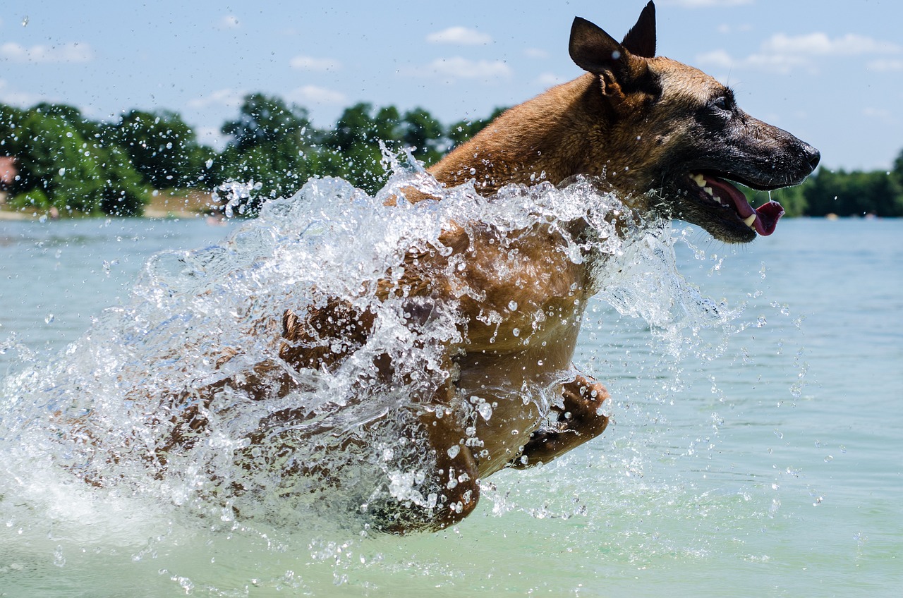 Belgisk Hyrdehund