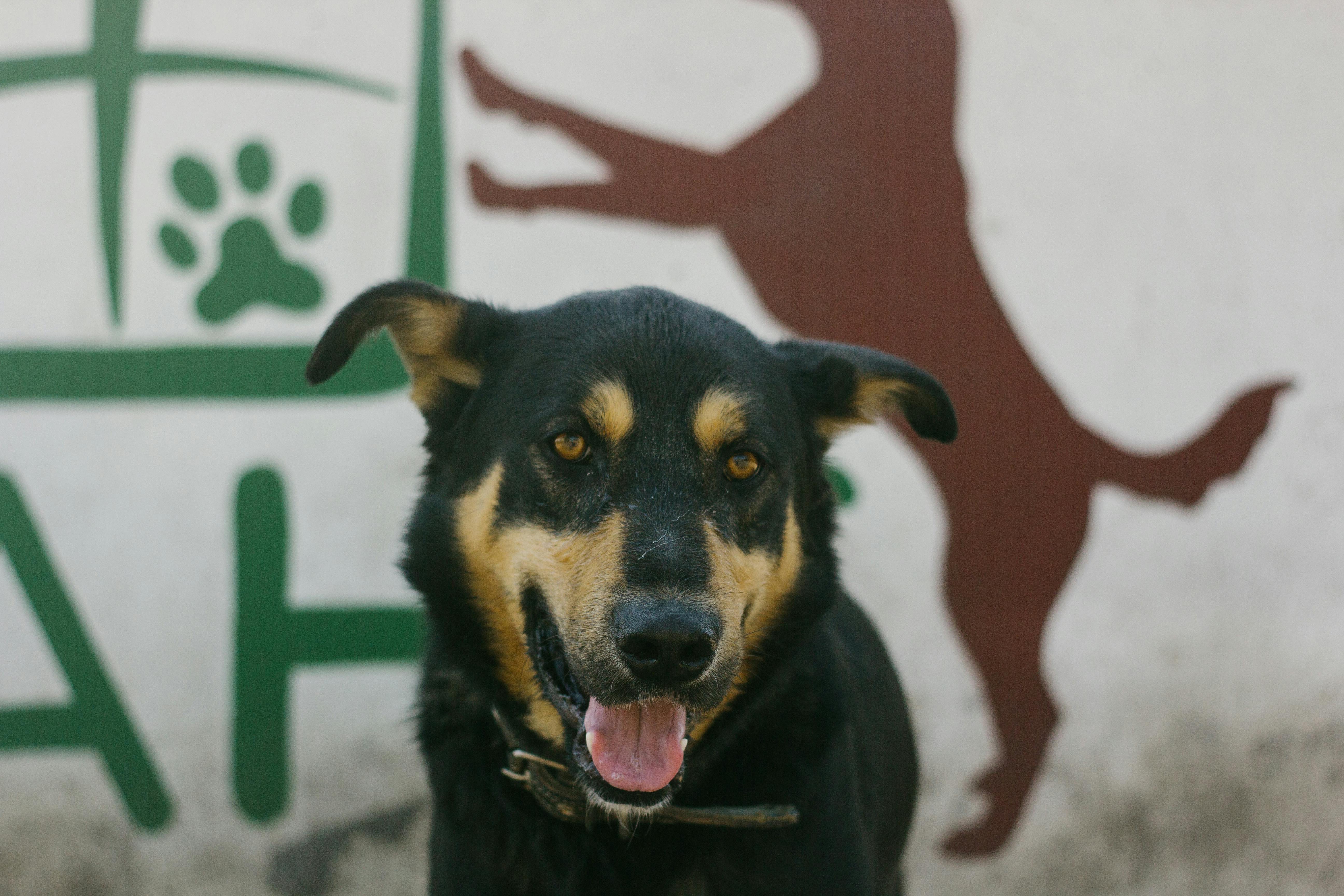 Australian Kelpie