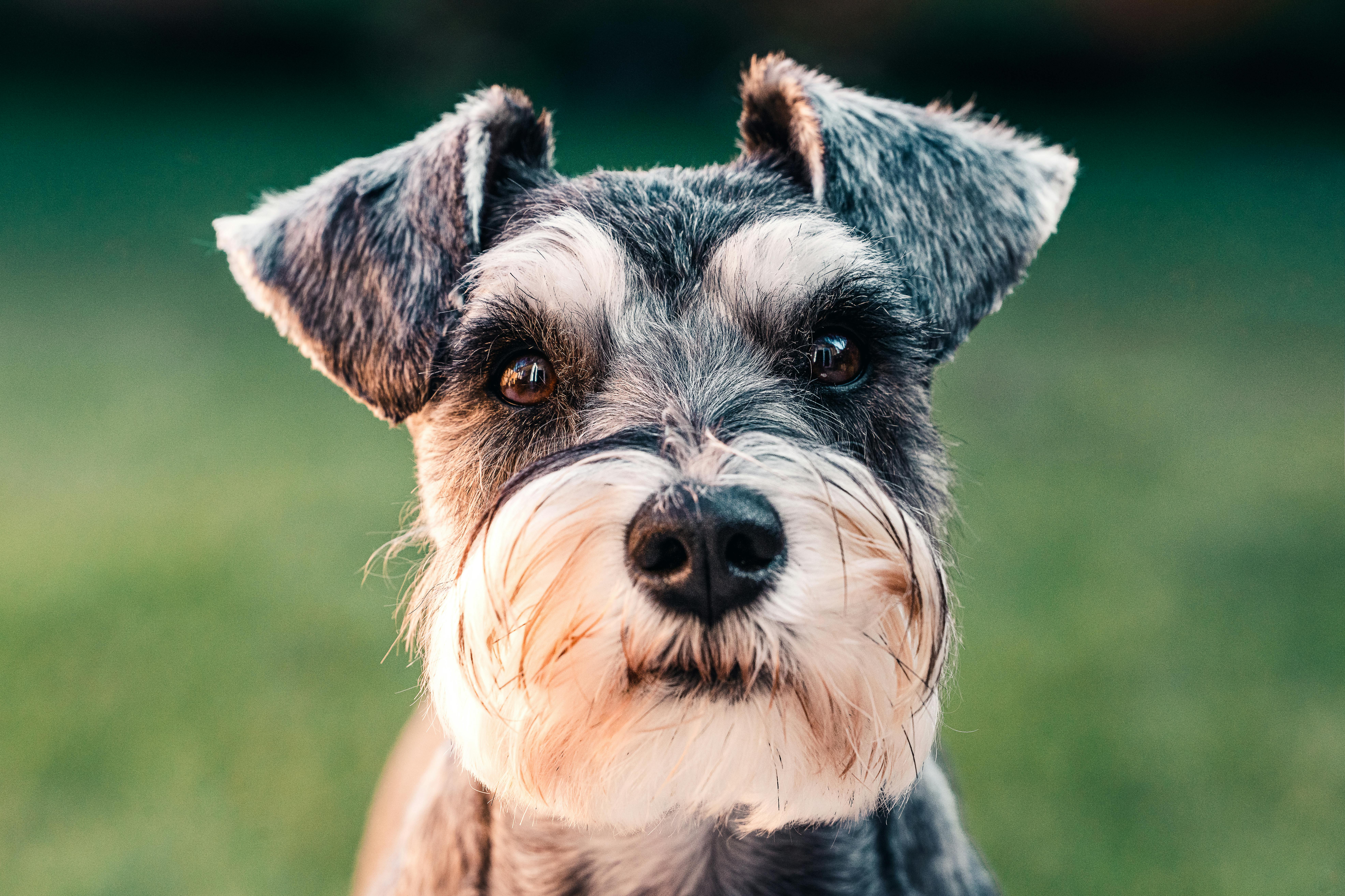 Dværgschnauzer