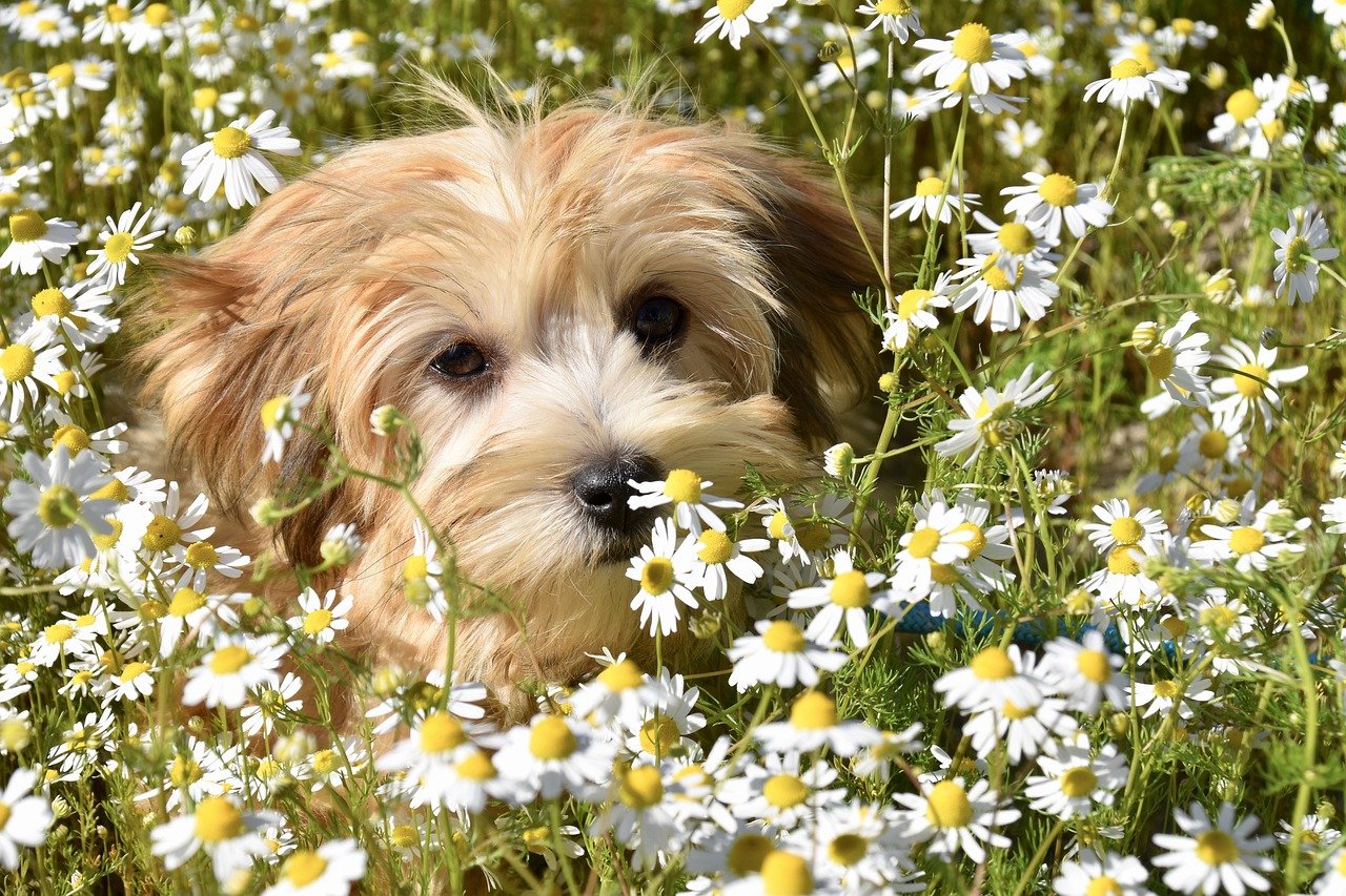 Havaneser - Bichon Havanaise
