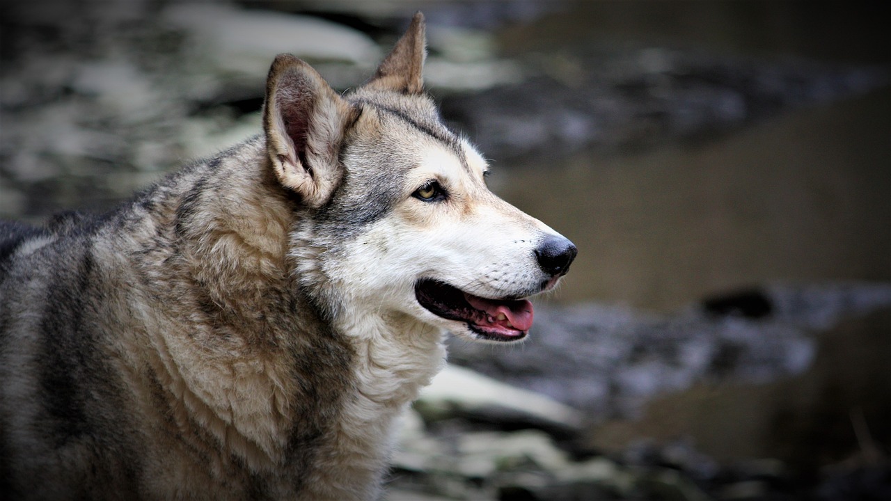 Irsk Ulvehund