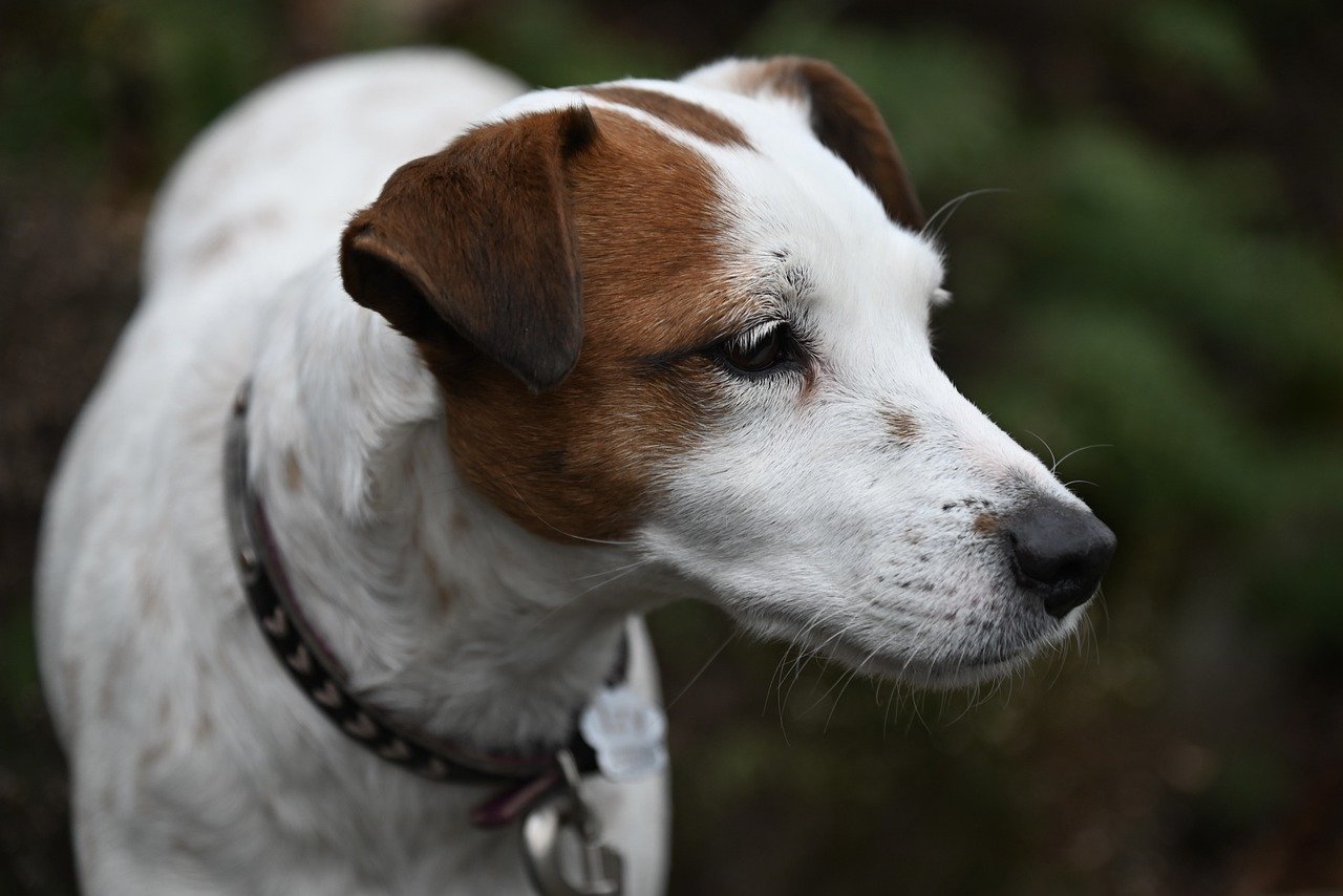 Jack Russell Terrier