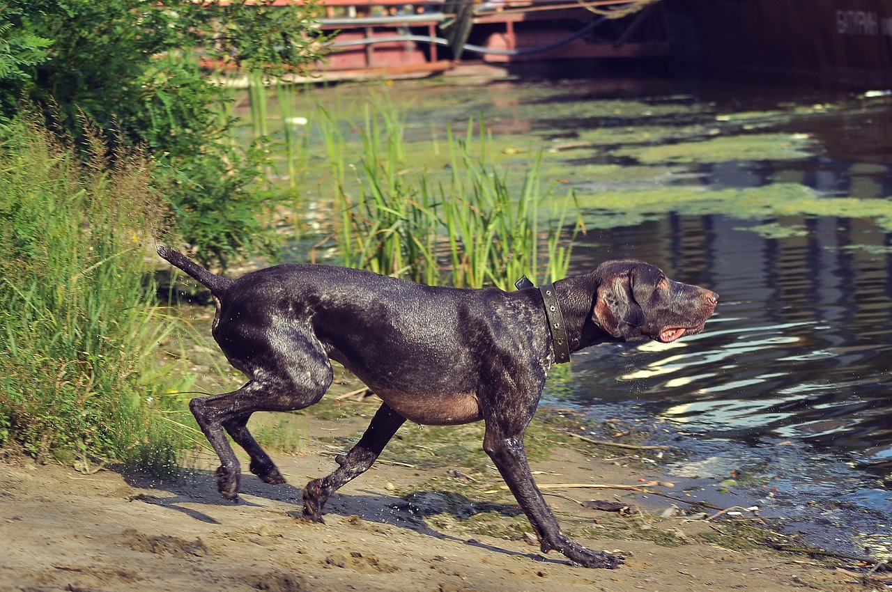 Korthåret Hønsehund