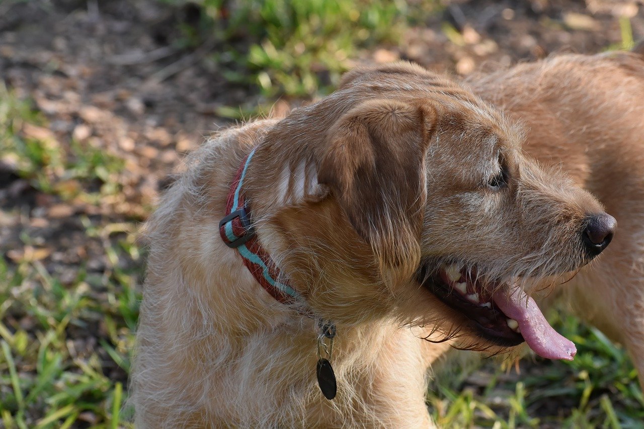 Labradoodle